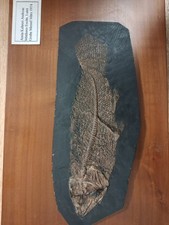 Fossil aus der Grube Messel