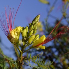 Desert Bird of Paradise (Caesalpinia gilliesii) - 5 seeds
