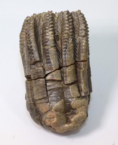 Crinoide encrinus - crinoide,,