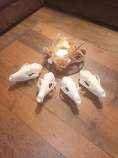 Echter fuchs schädel mit - schädel,
