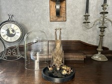 Neu!!! Flughund In Glaskuppel