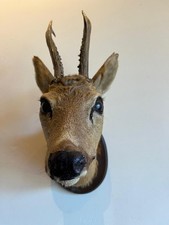 Rehbock♥️ Geweih Rehkopf