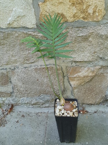 Dioon rzedowski plant - 1,