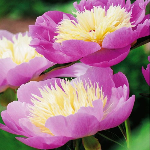 Päonie paeonia pfingstrose - paeonia,