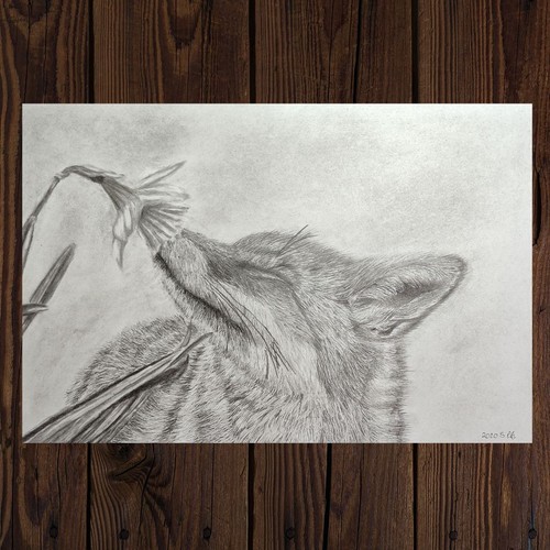 Fuchs bleistiftzeichnung - fuchs,