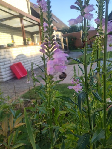 Pflanze gelenkblume - pflanze,