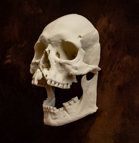 Menschlicher totenkopf - menschlicher,