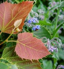 Hochstamm Henrys Linde