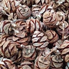 ?Zapfen vom Mammutbaum ca. 180 klein für Deko, Advent, Basteln, Floristik Kranz