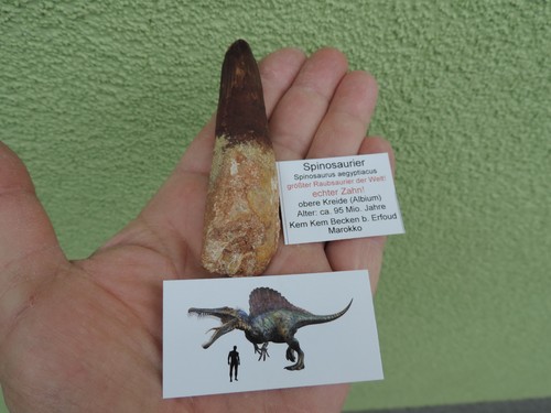 Riesiger zahn vom spinosaurus - zahn,