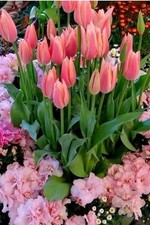 Sommer Outfitbox Kleiderpaket