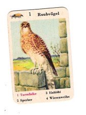 Sammelbild / Schüle-Hohenlohe - Turmfalke - Abbildung