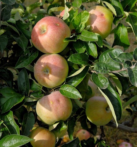 Apfelbaum ontario 80cm - apfelbaum, 60-80cm