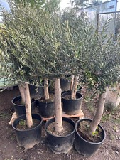 Olivenbaum ca. 20 Jahre Alt