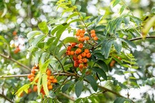 Sorbus aucuparia 'Fastigiata', Säulen-Eberesche, 125–150 cm
