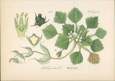 Chromolithographie : Wassernuss. Stachelnuss. Trapa natans L. Onagreae. Hallier,