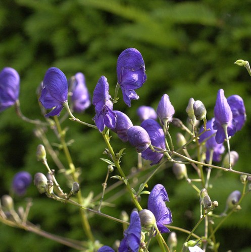 Eisenhut aconitum henry - eisenhut,