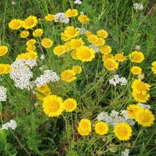 3000+ Samen Färberkamille Anthemis / Cota tinctoria Goldene Margerite Chamomille