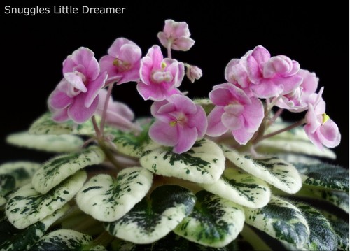 Snuggles little dreamer 2 - snuggles,