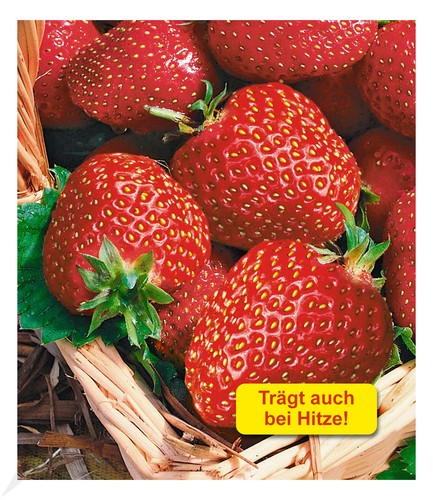 Immertragende erdbeere - immertragende,