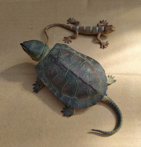 Snapping turtle - ,