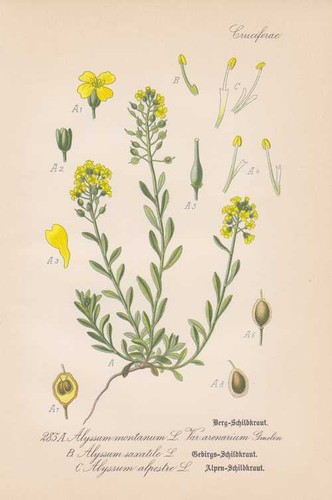 Alyssum montanum - ,
