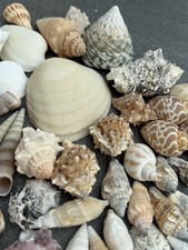 Florida Sea Shells – 50 Muscheln für maritime Dekoration & kreative Bastelideen
