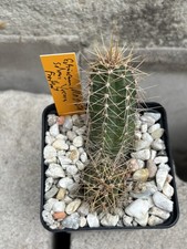 Echinocereus scheeri MAO 451