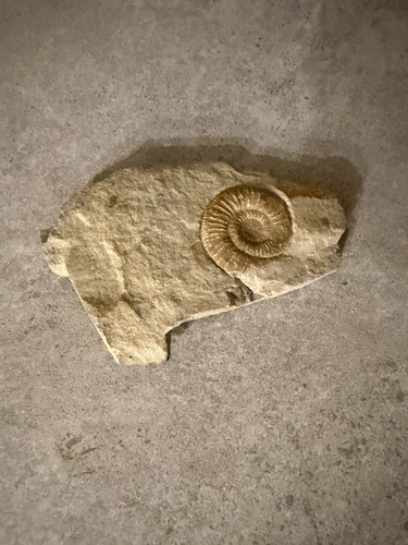 Echtes ammonit fossil - fossil, im