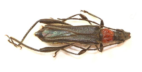 Coleoptera cerambycidae - coleoptera,,