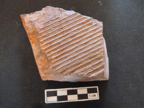 Fossil holz sigillaria - sigillaria, sp