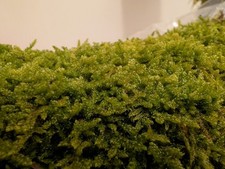 Lebend Terrarien Moos Teppich