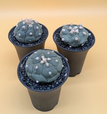 Astrophytum Asterias Kikko