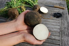 Rettich Schwarzer Winter