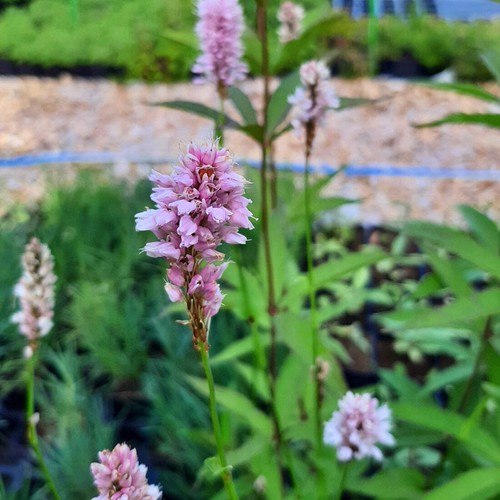 Bistorta superba rosa cm - rosa, 80
