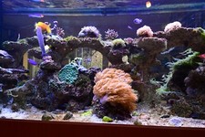 Aquarium komplett Set mit Unterschrank wegen Umzug zu verkaufen 