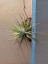 Tillandsia espinosae