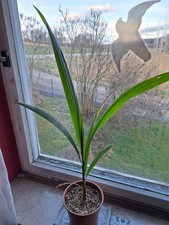 Syagrus romanzoffiana