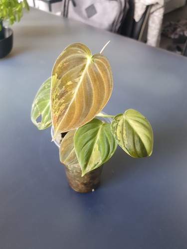 Philodendron melanochrysum - philodendron,
