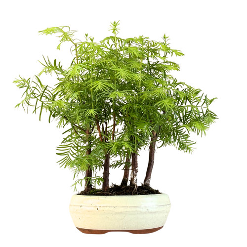 Metasequoia wald bonsai - metasequoia,
