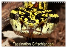 Faszination Giftschlangen (Wandkalender 2026 DIN A4 quer), CALVENDO Monatskalend
