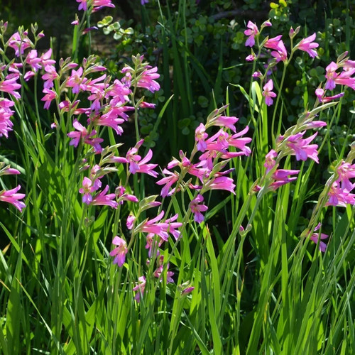 Byzantinische gladiole - byzantinische,
