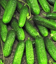 Gurken samen Anulka F1 Samen