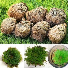 Rose von Jericho Pflanze Spike