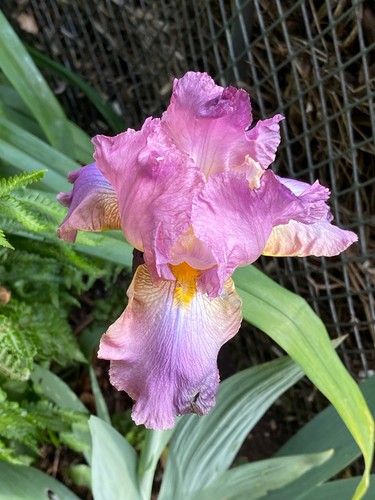 Iris schwertlilie altrosa - iris,