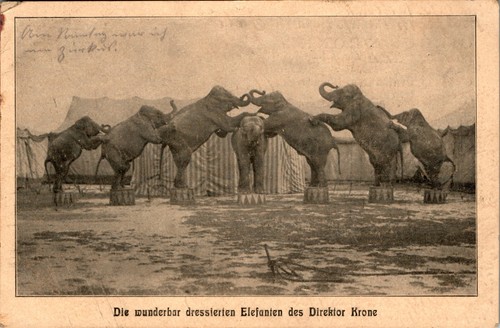 Zirkus krone dresierte - zirkus,