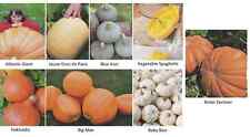 Kürbissamen Set 8 Sorten