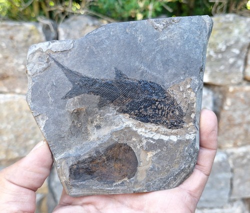 Fossiler fisch - fossiler,