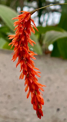 Dendrochillum species - dendrochillum,