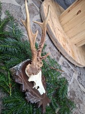 Rehgeweih Abnorm kapital 6er Bock